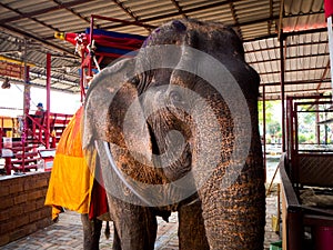 Elephant at Ayotthaya floating market, Ayutthaya