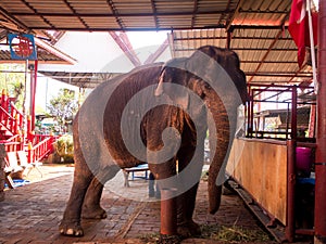 Elephant at Ayotthaya floating market, Ayutthaya