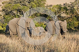 Elephant Babies between big Elephants, sunset in Tanzania