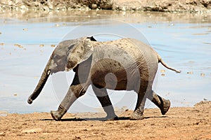 Un elefante un bambino 