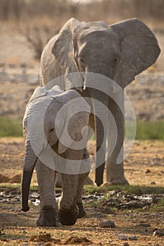 Elephant with baby