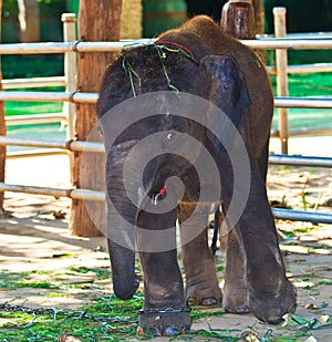 Elephant baby