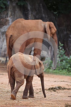 Elephant baby