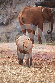 Elephant baby