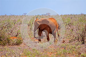 Elephant baby in Africa Tsavo National Park