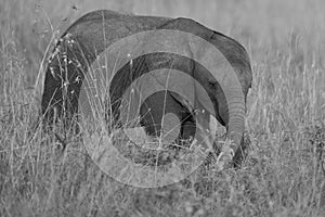 Elephant Baby Amboseli - Big Five Safari -Baby African bush elephant Loxodonta africana