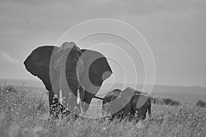 Elephant Baby Amboseli - Big Five Safari -Baby African bush elephant Loxodonta africana