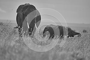 Elephant Baby Amboseli - Big Five Safari -Baby African bush elephant Loxodonta africana