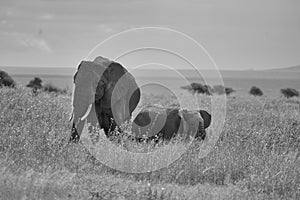 Elephant Baby Amboseli - Big Five Safari -Baby African bush elephant Loxodonta africana