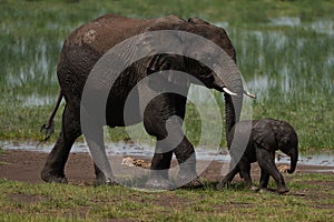 Elephant Baby Amboseli - Big Five Safari -Baby African bush elephant Loxodonta africana