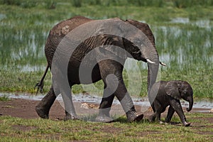 Elephant Baby Amboseli - Big Five Safari -Baby African bush elephant Loxodonta africana