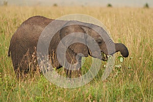 Elephant Baby Amboseli - Big Five Safari -Baby African bush elephant Loxodonta africana