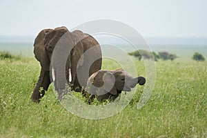 Elephant Baby Amboseli - Big Five Safari -Baby African bush elephant Loxodonta africana