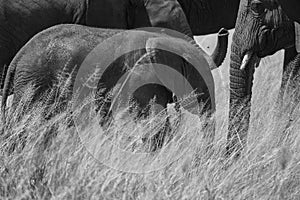 Elephant Baby Amboseli - Big Five Safari -Baby African bush elephant Loxodonta africana