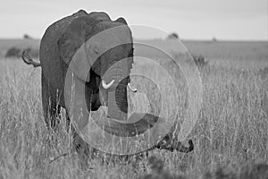 Elephant Baby Amboseli - Big Five Safari -Baby African bush elephant Loxodonta africana