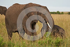 Elephant Baby Amboseli - Big Five Safari -Baby African bush elephant Loxodonta africana