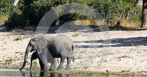 Elephant with baby, Bwabwata Namibia, Africa safari wildlife