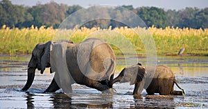Elephant with baby crossing the river Zambezi.Zambia. Lower Zambezi National Park. Zambezi River. photo