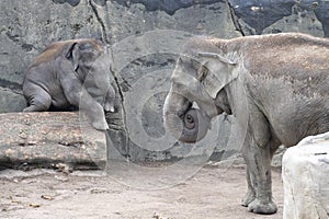 Elephant baby in danger by balancing over trunk. Zoo Cologne, Germany