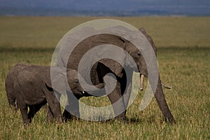 Elephant baby drinking