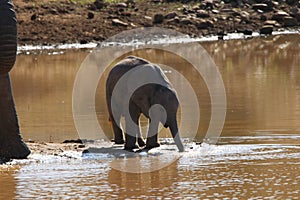 Elephant baby drinking water at waterhole