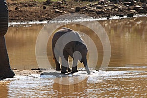 Elephant baby drinking water at waterhole photo