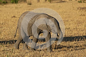 Elephant Baby Eating