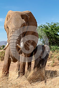 Elephant and baby eating in Kenya on safari