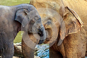 Elephant and baby elephant