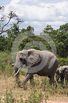 Elephant and baby elephant in the savannah. Masai Mara, Kenya