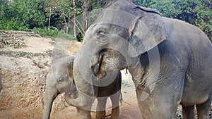 Elephant baby at feeding by mother