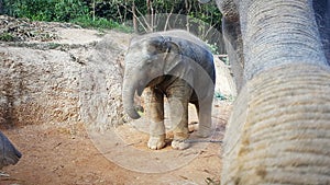 Elephant baby at feeding by mother