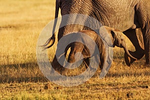 Elephant baby following her mother