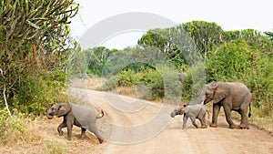 Elephant baby guided by mother while crossing a path in beautiful Queen Elizabeth National Park with Euphorbia ingens tree, Uganda