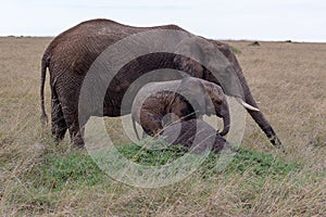 Elephant with baby in Kenya taken when on safari