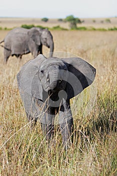 Elephant baby in the Masai Mara