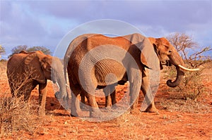Elephant baby with mother in Africa Tsavo National Park