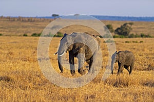 Elephant Baby and Mother, Maasai Mara, Kenya