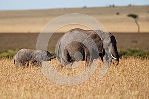 Elephant baby and mother in the Masai Mara