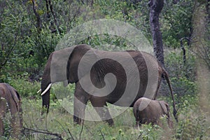 Elephant with baby in natural herd photo