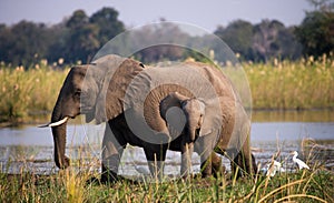 Elephant with baby near the Zambezi River. Zambia. Lower Zambezi National Park. Zambezi River.