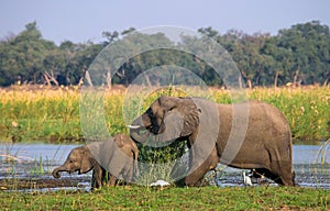 Elephant with baby near the Zambezi River. Zambia. Lower Zambezi National Park. Zambezi River.