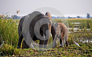 Elephant with baby near the Zambezi River. Zambia. Lower Zambezi National Park. Zambezi River.