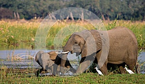 Elephant with baby near the Zambezi River. Zambia. Lower Zambezi National Park. Zambezi River.