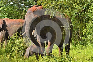 Elephant and baby playing in the dirt