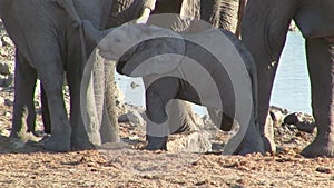 Elephant Baby Playing, Okaukuejo Waterhole, Etosha