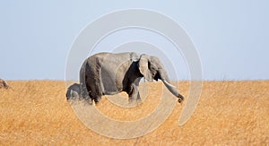 Elephant with baby, Serengeti National Park, Tanzania, Africa