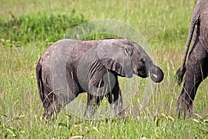 Elephant baby trailing its mother, Kenya