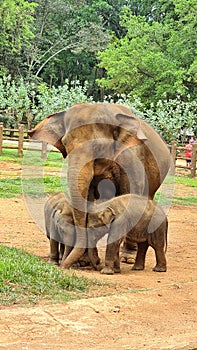 Elephant baby twins love animal