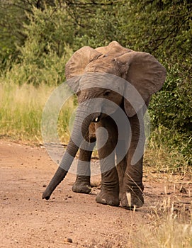 Elephant baby walking down a dirt road